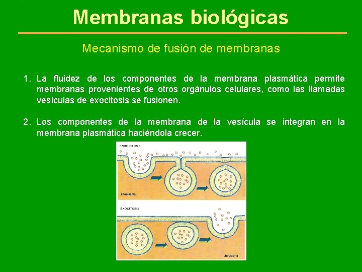 . Membranas biológicas Mecanismo de fusión de membranas 1. La fluidez de los componentes