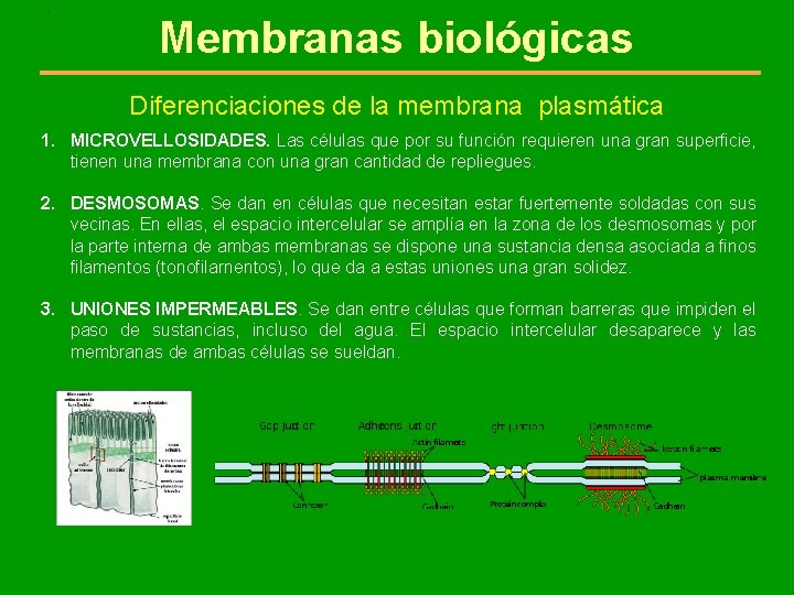 . Membranas biológicas Diferenciaciones de la membrana plasmática 1. MICROVELLOSIDADES. Las células que por