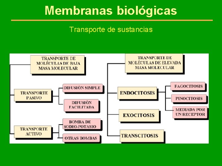 Membranas biológicas Transporte de sustancias 