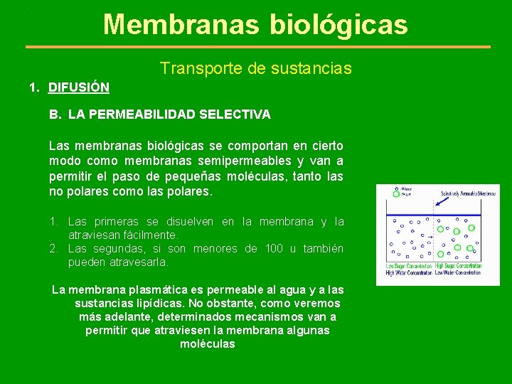 . Membranas biológicas Transporte de sustancias 1. DIFUSIÓN B. LA PERMEABILIDAD SELECTIVA Las membranas