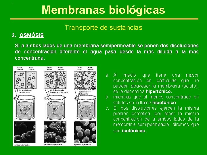 . Membranas biológicas Transporte de sustancias 2. OSMÓSIS Si a ambos lados de una