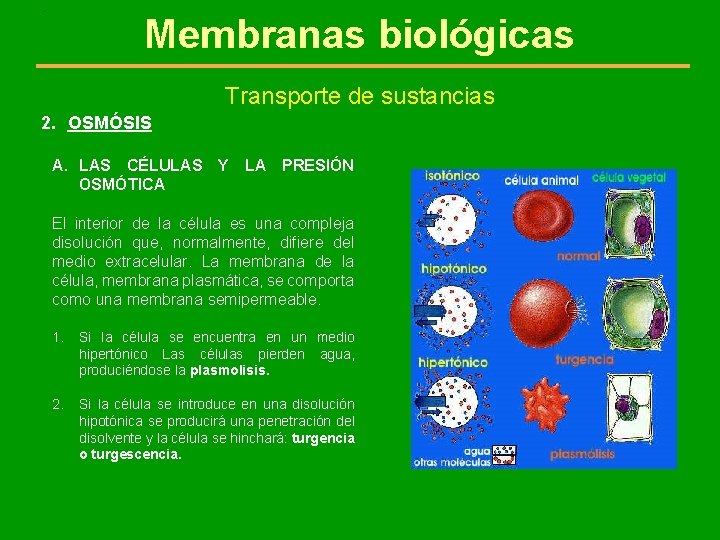 . Membranas biológicas Transporte de sustancias 2. OSMÓSIS A. LAS CÉLULAS Y LA PRESIÓN