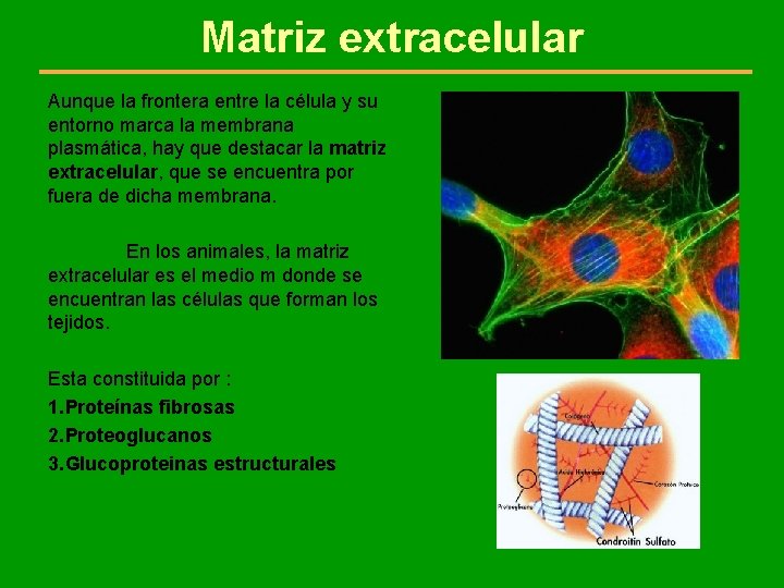 Matriz extracelular Aunque la frontera entre la célula y su entorno marca la membrana