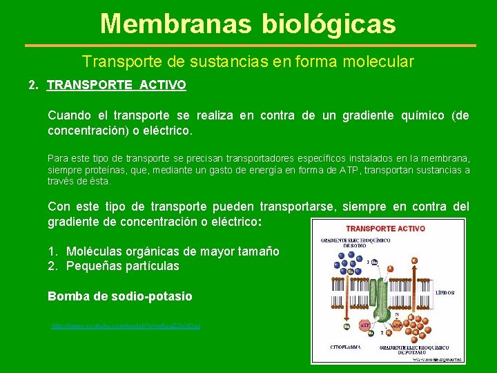 . Membranas biológicas Transporte de sustancias en forma molecular 2. TRANSPORTE ACTIVO Cuando el