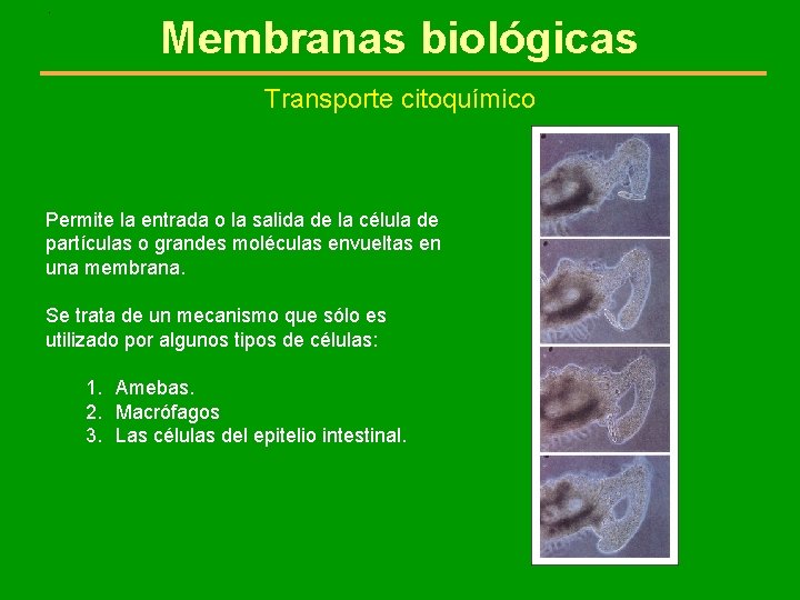 . Membranas biológicas Transporte citoquímico Permite la entrada o la salida de la célula
