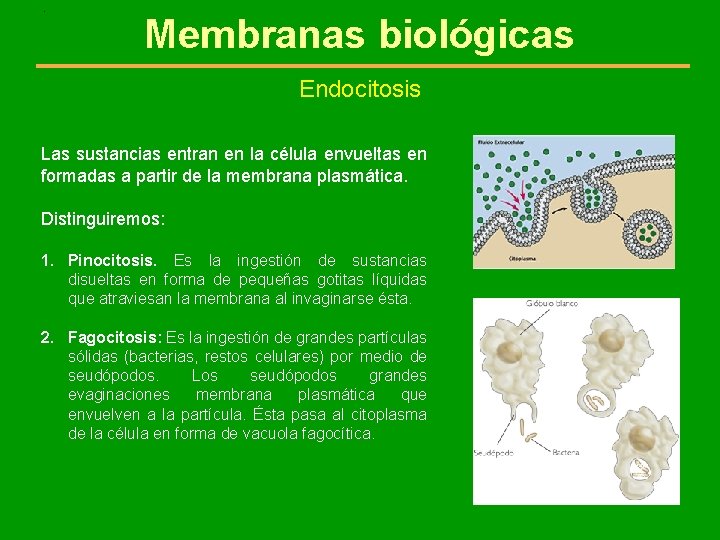 . Membranas biológicas Endocitosis Las sustancias entran en la célula envueltas en formadas a