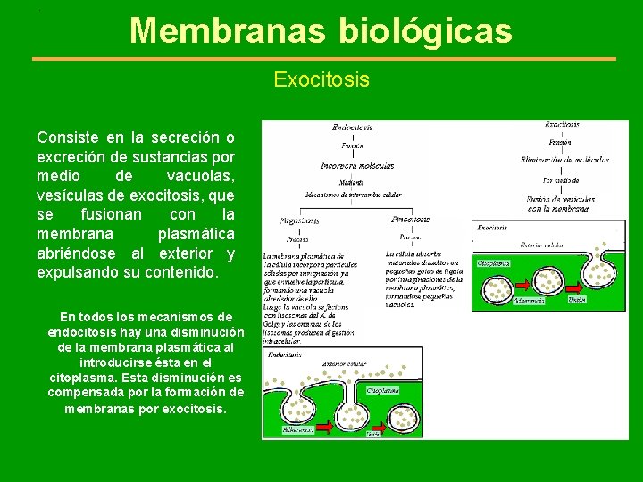 . Membranas biológicas Exocitosis Consiste en la secreción o excreción de sustancias por medio