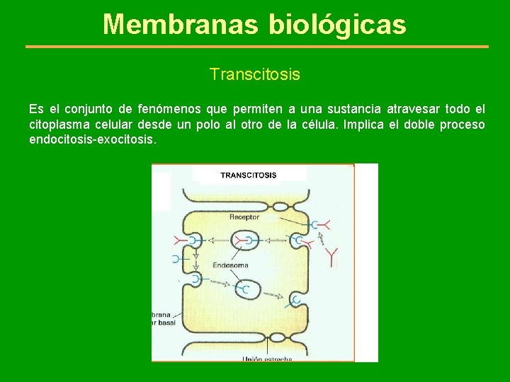. Membranas biológicas Transcitosis Es el conjunto de fenómenos que permiten a una sustancia