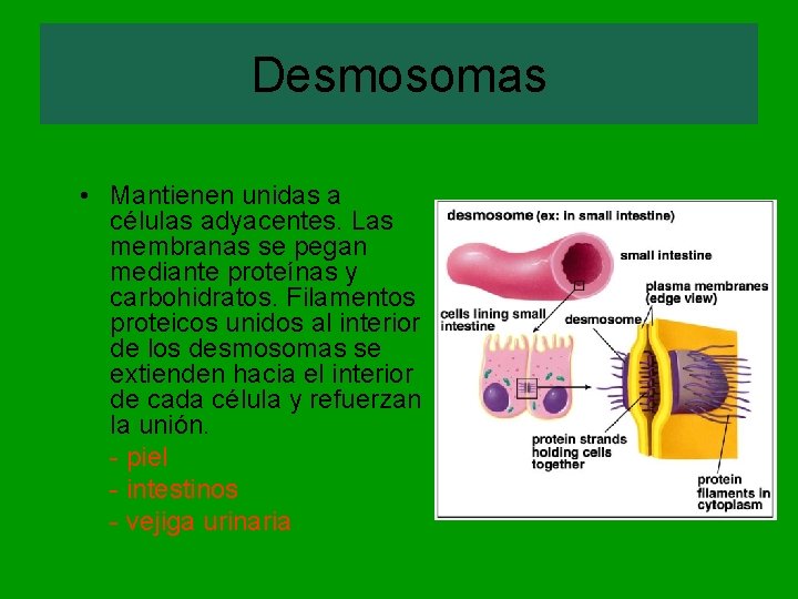 Desmosomas • Mantienen unidas a células adyacentes. Las membranas se pegan mediante proteínas y