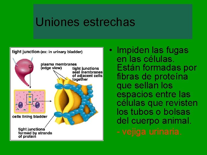 Uniones estrechas • Impiden las fugas en las células. Están formadas por fibras de