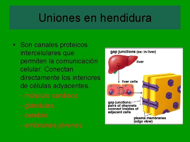 Uniones en hendidura • Son canales proteicos intercelulares que permiten la comunicación celular. Conectan