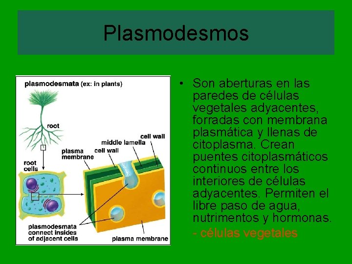 Plasmodesmos • Son aberturas en las paredes de células vegetales adyacentes, forradas con membrana