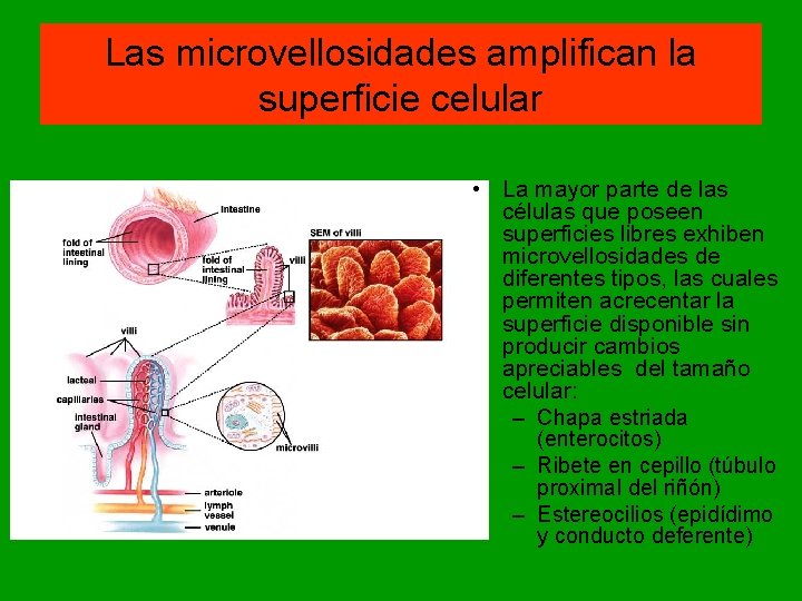 Las microvellosidades amplifican la superficie celular • La mayor parte de las células que