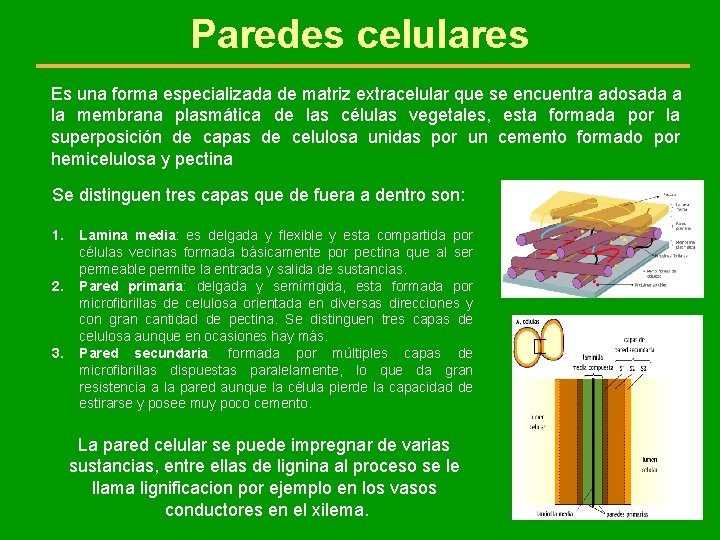 Paredes celulares Es una forma especializada de matriz extracelular que se encuentra adosada a