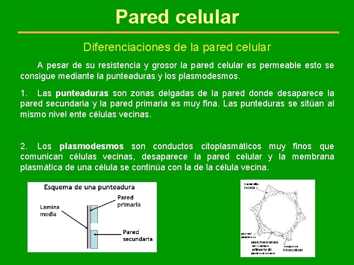 . Pared celular Diferenciaciones de la pared celular A pesar de su resistencia y