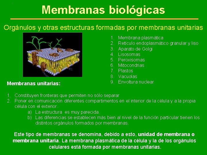 . Membranas biológicas Orgánulos y otras estructuras formadas por membranas unitarias Membranas unitarias: 1.