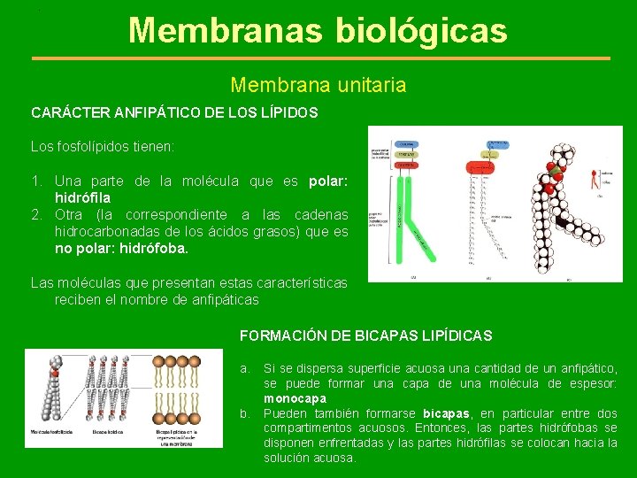 . Membranas biológicas Membrana unitaria CARÁCTER ANFIPÁTICO DE LOS LÍPIDOS Los fosfolípidos tienen: 1.