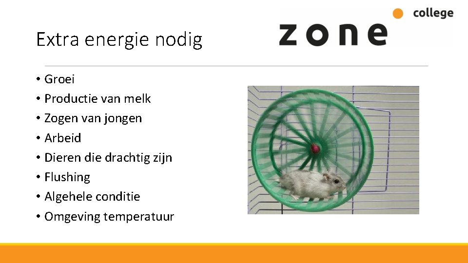 Extra energie nodig • Groei • Productie van melk • Zogen van jongen •
