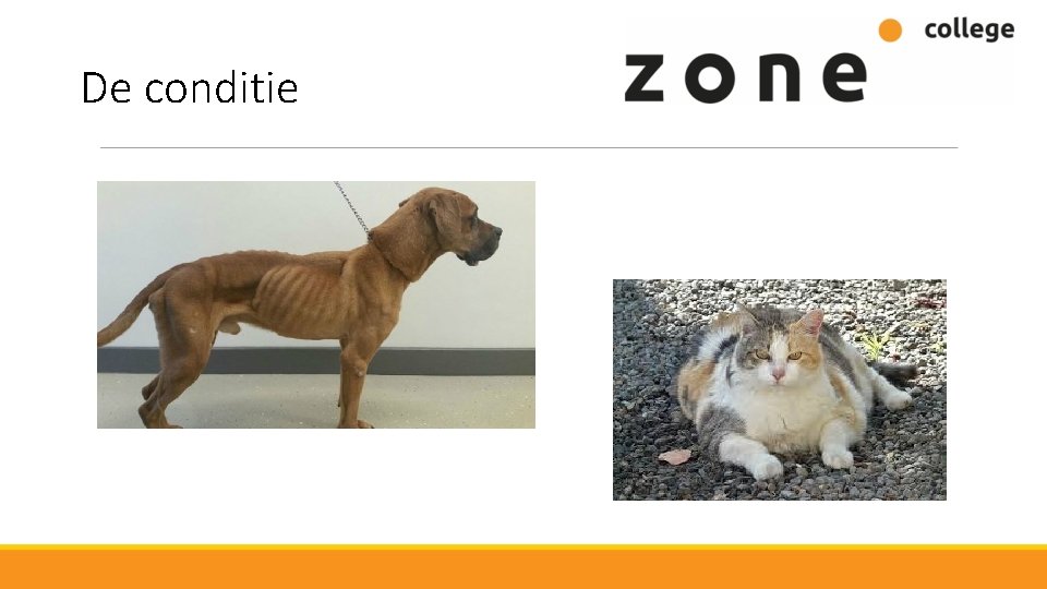 De conditie 