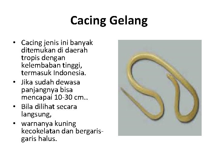Cacing Gelang • Cacing jenis ini banyak ditemukan di daerah tropis dengan kelembaban tinggi, Cacing Gelang • Cacing jenis ini banyak ditemukan di daerah tropis dengan kelembaban tinggi,