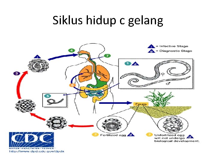 Siklus hidup c gelang Siklus hidup c gelang