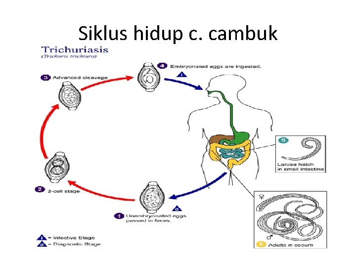 Siklus hidup c. cambuk Siklus hidup c. cambuk
