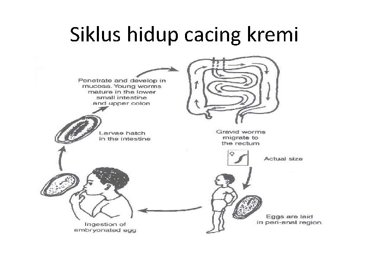 Siklus hidup cacing kremi Siklus hidup cacing kremi