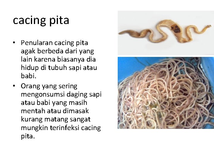 cacing pita • Penularan cacing pita agak berbeda dari yang lain karena biasanya dia cacing pita • Penularan cacing pita agak berbeda dari yang lain karena biasanya dia