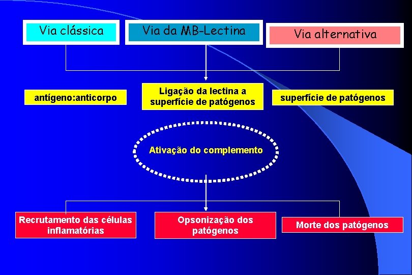 Via clássica antígeno: anticorpo Via da MB-Lectina Ligação da lectina a superfície de patógenos