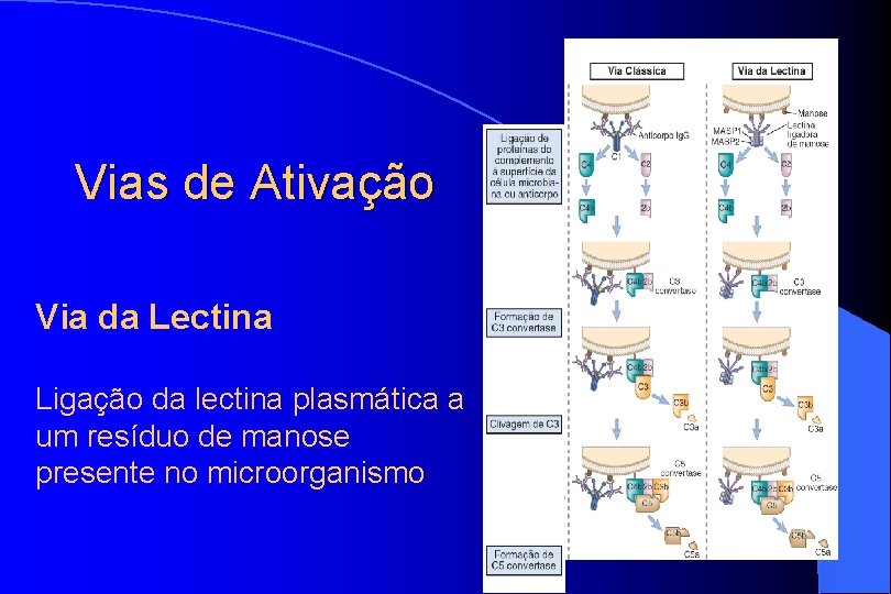 Vias de Ativação Via da Lectina Ligação da lectina plasmática a um resíduo de