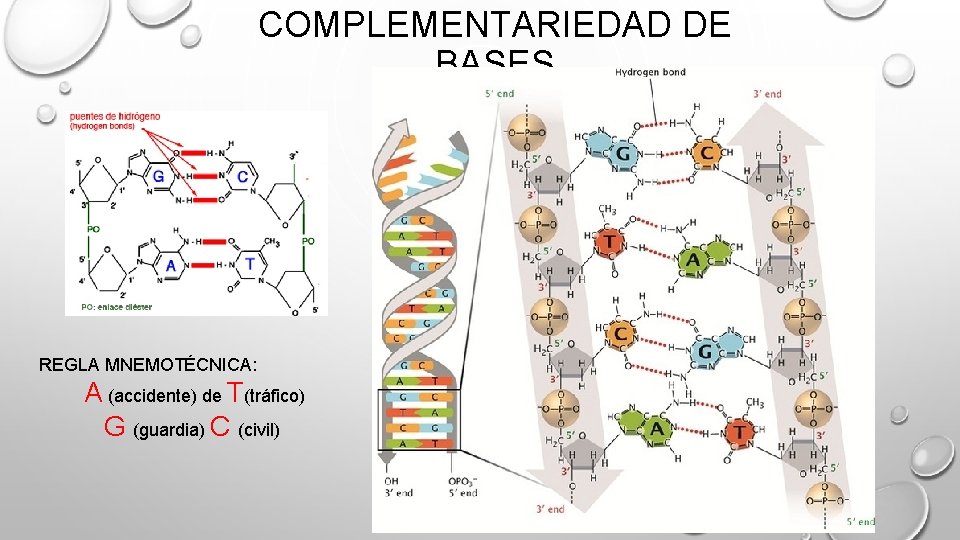 COMPLEMENTARIEDAD DE BASES REGLA MNEMOTÉCNICA: A (accidente) de T(tráfico) G (guardia) C (civil) COMPLEMENTARIEDAD DE BASES REGLA MNEMOTÉCNICA: A (accidente) de T(tráfico) G (guardia) C (civil)