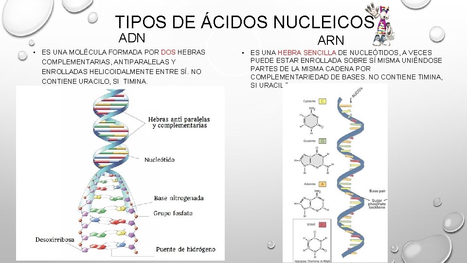 TIPOS DE ÁCIDOS NUCLEICOS ADN • ES UNA MOLÉCULA FORMADA POR DOS HEBRAS COMPLEMENTARIAS, TIPOS DE ÁCIDOS NUCLEICOS ADN • ES UNA MOLÉCULA FORMADA POR DOS HEBRAS COMPLEMENTARIAS,