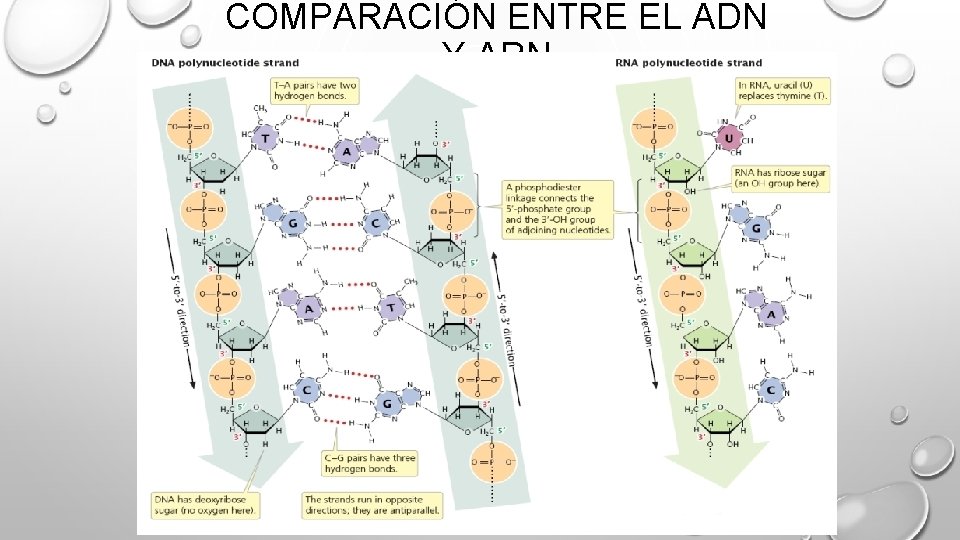COMPARACIÓN ENTRE EL ADN Y ARN COMPARACIÓN ENTRE EL ADN Y ARN