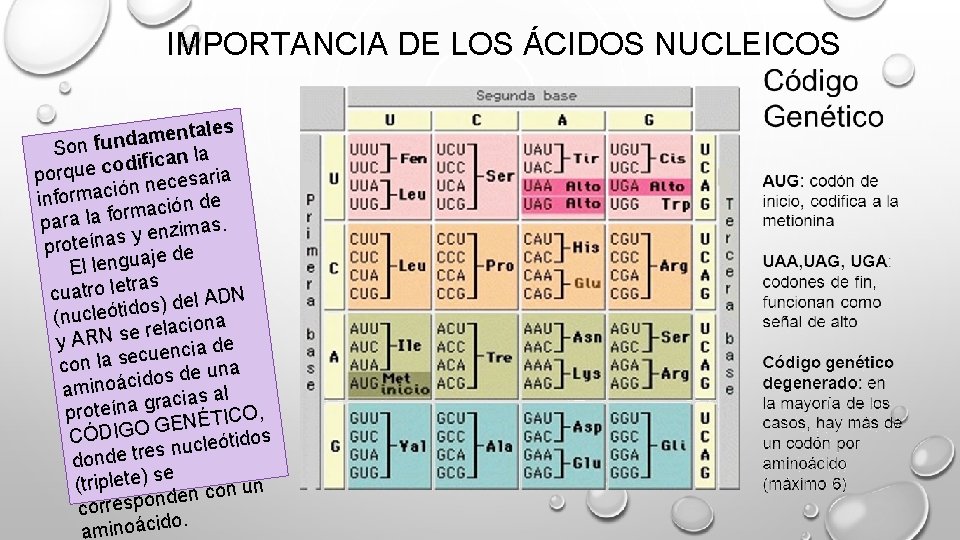 IMPORTANCIA DE LOS ÁCIDOS NUCLEICOS tales n e m a d n Son fu IMPORTANCIA DE LOS ÁCIDOS NUCLEICOS tales n e m a d n Son fu