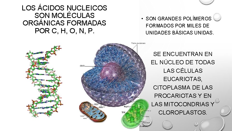 LOS ÁCIDOS NUCLEICOS SON MOLÉCULAS ORGÁNICAS FORMADAS POR C, H, O, N, P. • LOS ÁCIDOS NUCLEICOS SON MOLÉCULAS ORGÁNICAS FORMADAS POR C, H, O, N, P. •