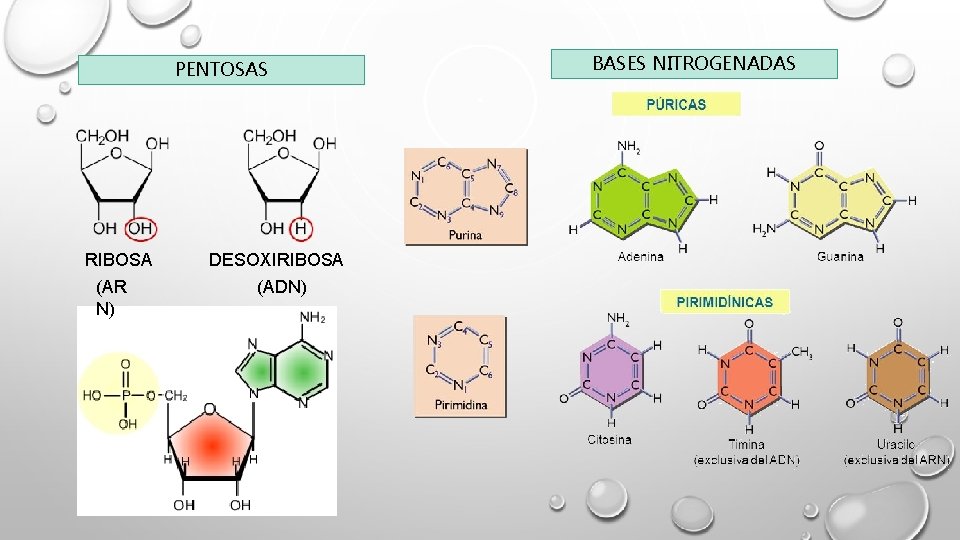 PENTOSAS RIBOSA (AR N) DESOXIRIBOSA (ADN) BASES NITROGENADAS PENTOSAS RIBOSA (AR N) DESOXIRIBOSA (ADN) BASES NITROGENADAS