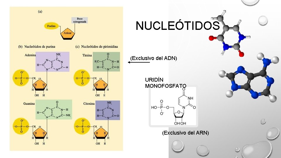NUCLEÓTIDOS (Exclusivo del ADN) URIDÍN MONOFOSFATO (Exclusivo del ARN) NUCLEÓTIDOS (Exclusivo del ADN) URIDÍN MONOFOSFATO (Exclusivo del ARN)