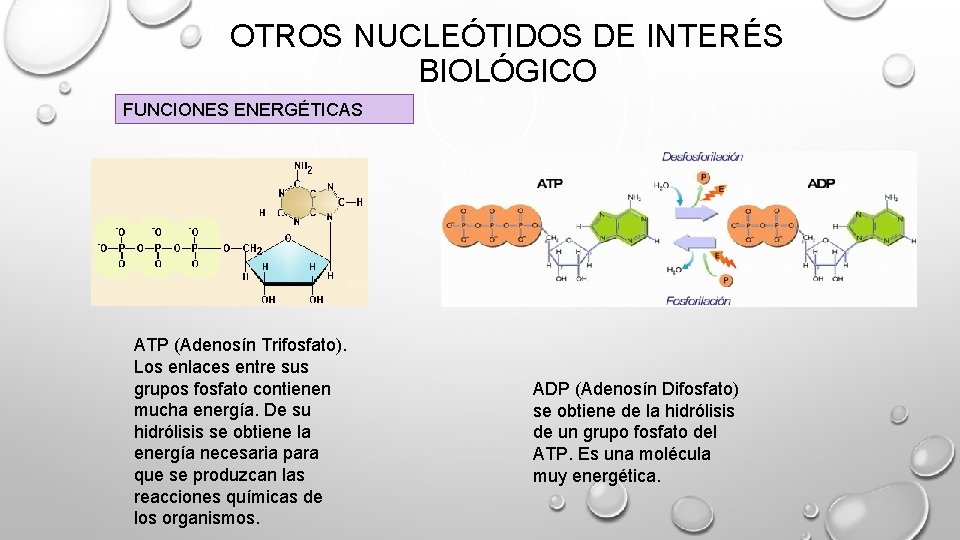 OTROS NUCLEÓTIDOS DE INTERÉS BIOLÓGICO FUNCIONES ENERGÉTICAS ATP (Adenosín Trifosfato). Los enlaces entre sus OTROS NUCLEÓTIDOS DE INTERÉS BIOLÓGICO FUNCIONES ENERGÉTICAS ATP (Adenosín Trifosfato). Los enlaces entre sus