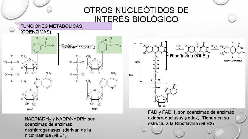 FUNCIONES METABÓLICAS (COENZIMAS) OTROS NUCLEÓTIDOS DE INTERÉS BIOLÓGICO Nicotinamida (Vit B 1) Riboflavina (Vit FUNCIONES METABÓLICAS (COENZIMAS) OTROS NUCLEÓTIDOS DE INTERÉS BIOLÓGICO Nicotinamida (Vit B 1) Riboflavina (Vit