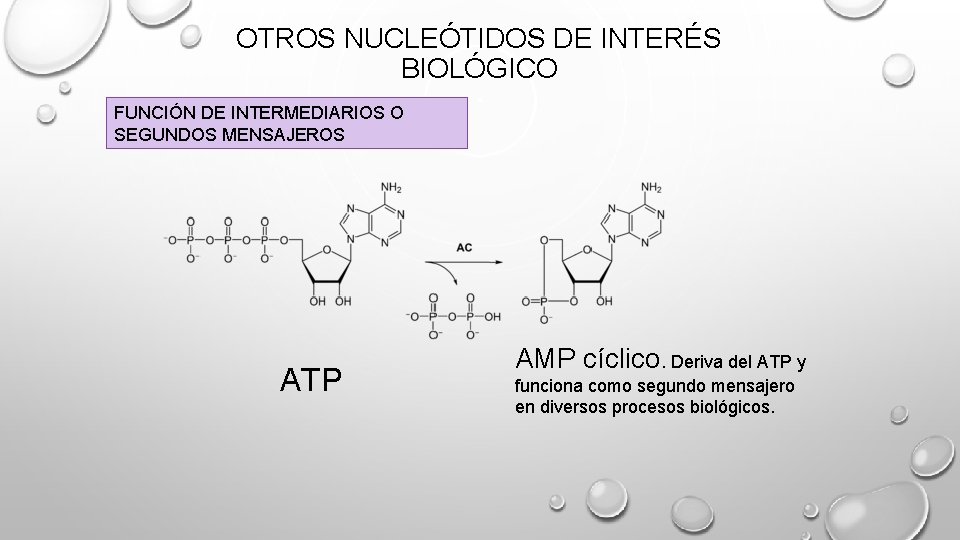 OTROS NUCLEÓTIDOS DE INTERÉS BIOLÓGICO FUNCIÓN DE INTERMEDIARIOS O SEGUNDOS MENSAJEROS ATP AMP cíclico. OTROS NUCLEÓTIDOS DE INTERÉS BIOLÓGICO FUNCIÓN DE INTERMEDIARIOS O SEGUNDOS MENSAJEROS ATP AMP cíclico.
