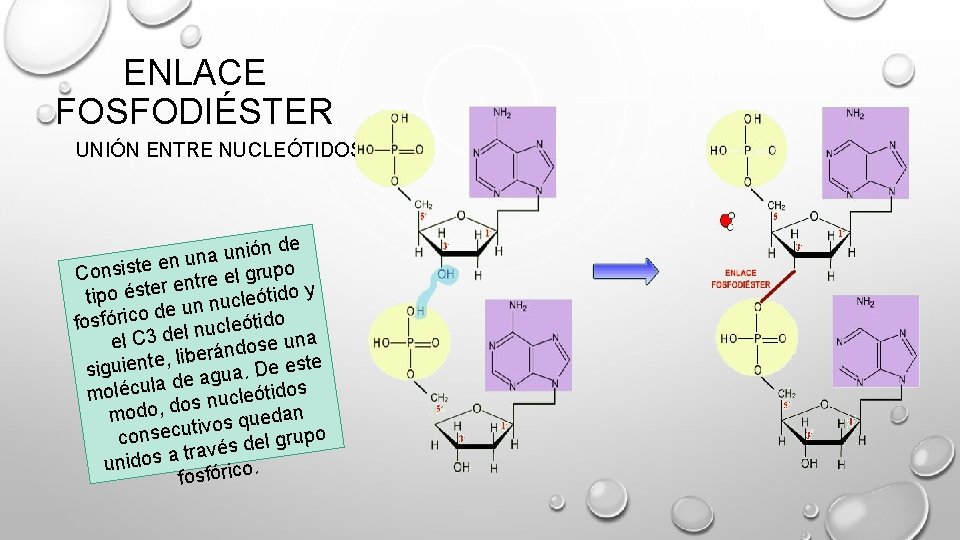 ENLACE FOSFODIÉSTER UNIÓN ENTRE NUCLEÓTIDOS de n ó i n u a en un ENLACE FOSFODIÉSTER UNIÓN ENTRE NUCLEÓTIDOS de n ó i n u a en un