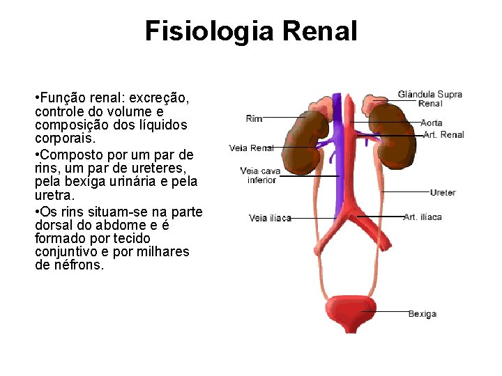 Fisiologia Renal • Função renal: excreção, controle do volume e composição dos líquidos corporais. Fisiologia Renal • Função renal: excreção, controle do volume e composição dos líquidos corporais.
