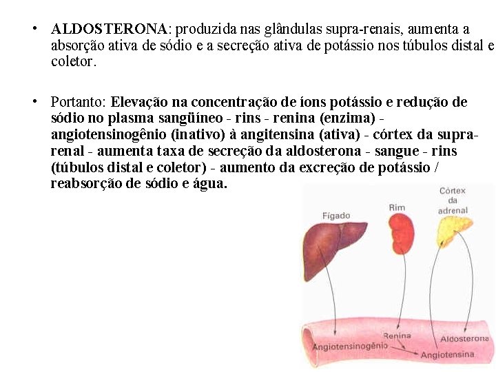 • ALDOSTERONA: produzida nas glândulas supra-renais, aumenta a absorção ativa de sódio e • ALDOSTERONA: produzida nas glândulas supra-renais, aumenta a absorção ativa de sódio e
