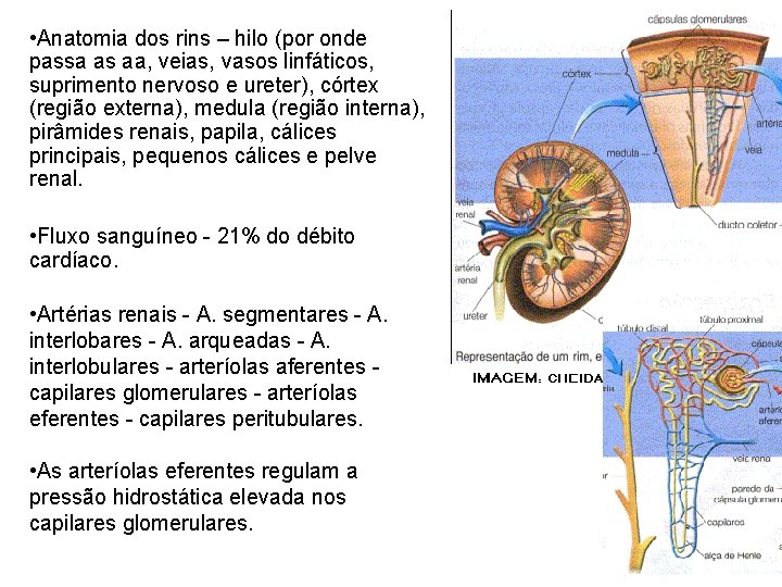 • Anatomia dos rins – hilo (por onde passa as aa, veias, vasos • Anatomia dos rins – hilo (por onde passa as aa, veias, vasos