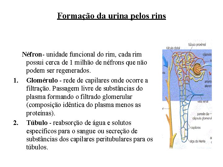 Formação da urina pelos rins Néfron- unidade funcional do rim, cada rim possui cerca Formação da urina pelos rins Néfron- unidade funcional do rim, cada rim possui cerca