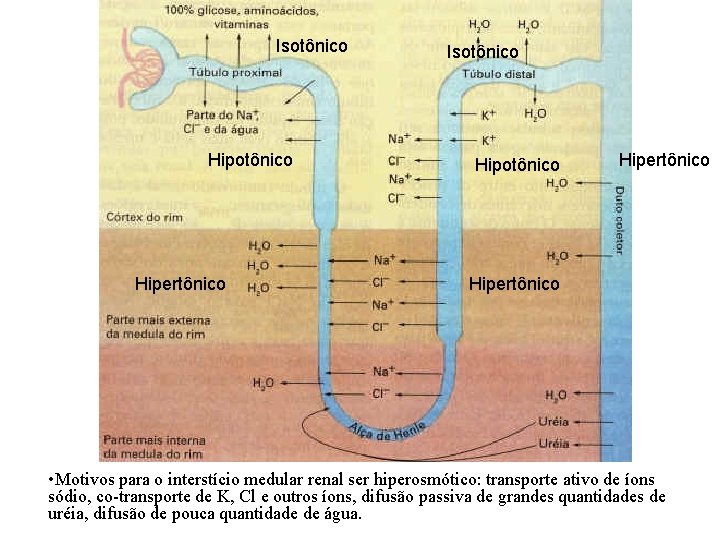 Isotônico Hipotônico Hipertônico • Motivos para o interstício medular renal ser hiperosmótico: transporte ativo Isotônico Hipotônico Hipertônico • Motivos para o interstício medular renal ser hiperosmótico: transporte ativo