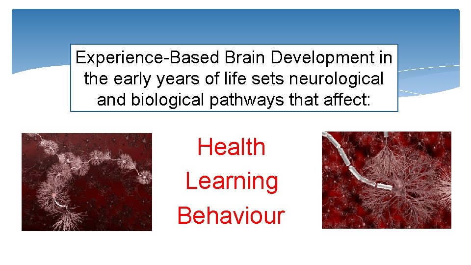 Experience-Based Brain Development in the early years of life sets neurological and biological pathways