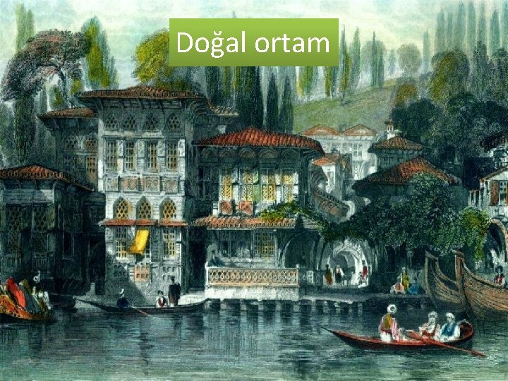 Doğal ortam 