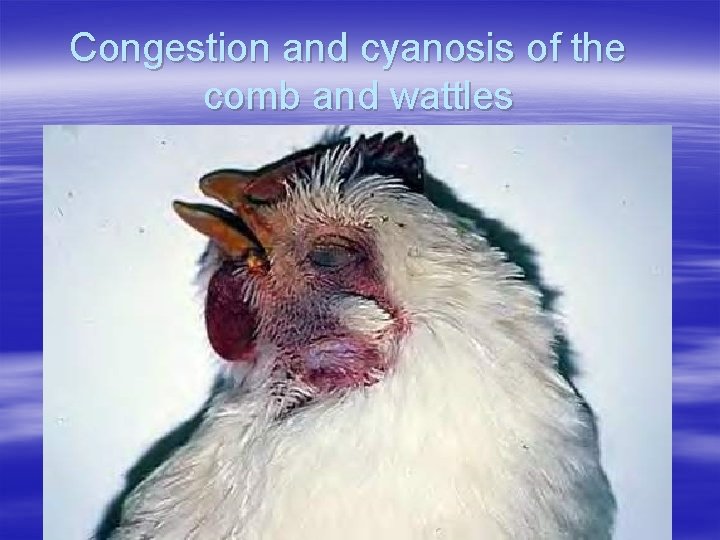 Congestion and cyanosis of the comb and wattles 