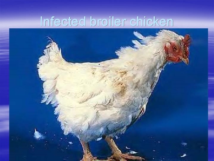 Infected broiler chicken 